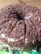 Sour Cream Pecan Coffee Cake