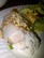 Salad Rolls w/Shrimp and Pork Belly